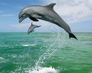 pic for Jumping Dolphins 